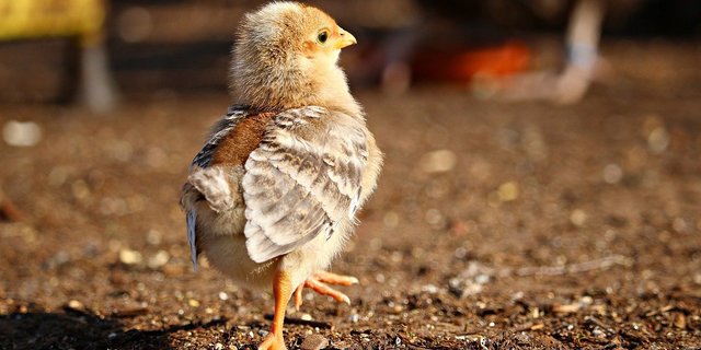 Bruderhähne sollen gar nicht erst ausgebrütet werden, so das Ziel der Geschlechtsbestimmung im Ei. (Bild rihaij / Pixabay)