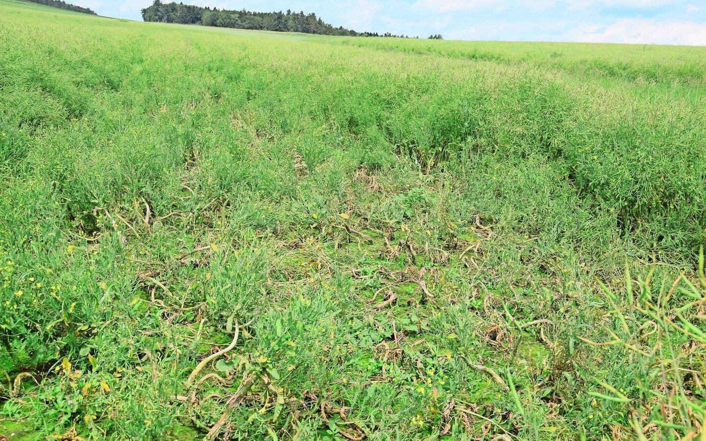 Verkrümmte Stängel und Verdickungen am Wurzelhals können die Folge von Kohlhernie sein. Der Erreger befällt diverse Kreuzblütler, weshalb auch entsprechendes Unkraut am Feldrand bekämpft werden sollte.