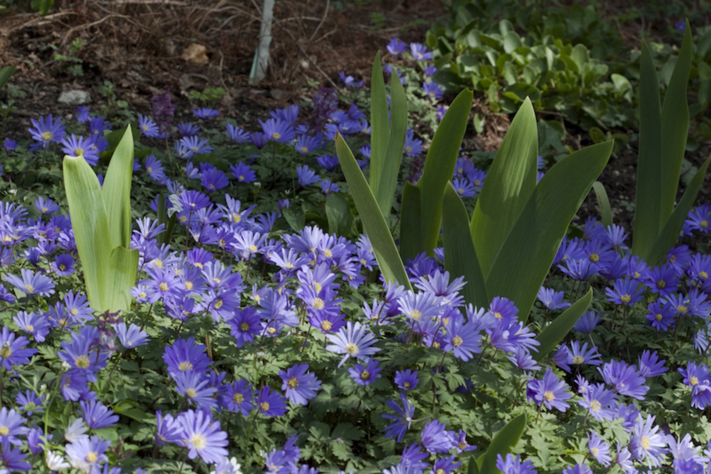 •	Blütenteppiche in Blau lassen sich mit Blausternchen oder Strahlenanemone (siehe Bild) oder auch mit Traubenhyazinthen erzielen. (Bild GMH/Christiane Bach)