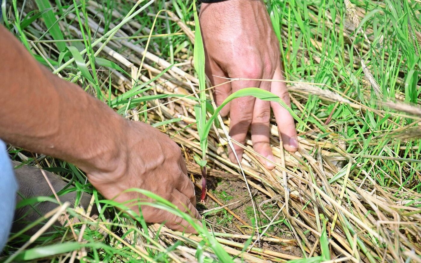 Der Roggen sollte nach der Maissaat gewalzt werden. Standortbedingt drückt in Aubonne das Raigras durch. 