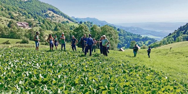 Hier gibt es noch etwas zu tun. Exkursionsteilnehmer(innen) vor einem Alpenblackennest.