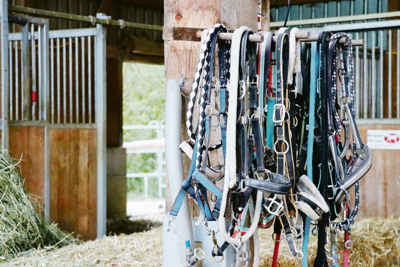 Landwirtschaftsbetriebe mit Pensionspferdehaltung als Nebenbetrieb, sollten die Betriebshaftpflichtversicherung darauf ausrichten. (Bild BauZ)