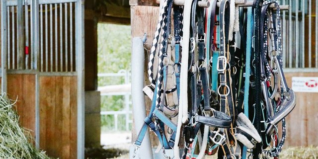 Landwirtschaftsbetriebe mit Pensionspferdehaltung als Nebenbetrieb, sollten die Betriebshaftpflichtversicherung darauf ausrichten. (Bild BauZ)