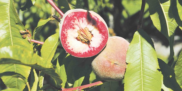 Der Pfirsich ist im Domleschg, genauer in Scharans GR, gereift. Vielleicht ist er einer der Sorten, die in nächster Zukunft in den Grossverteilern angeboten wird. (Bild Nadine Baumgartner)