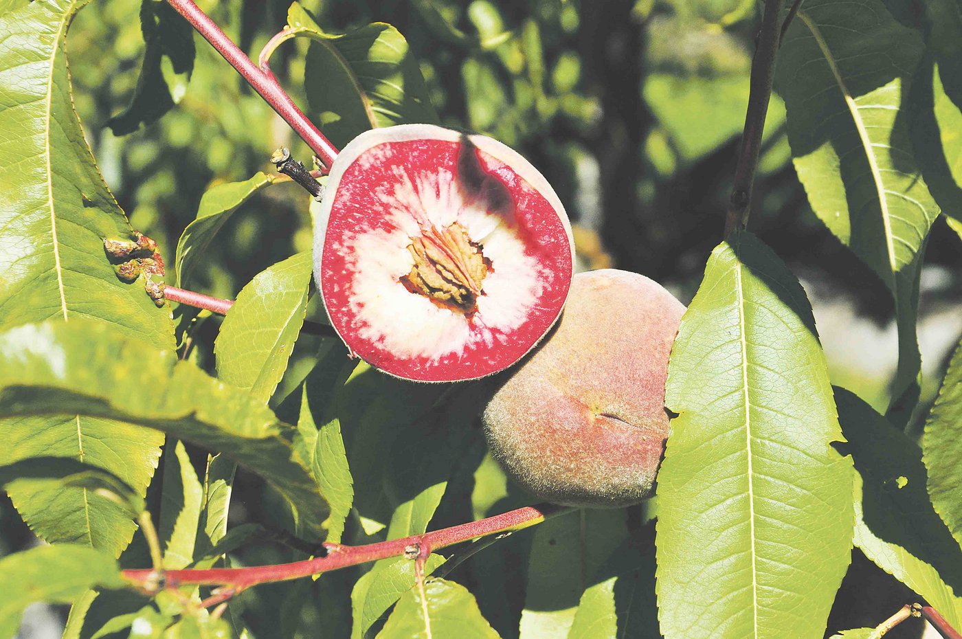 Der Pfirsich ist im Domleschg, genauer in Scharans GR, gereift. Vielleicht ist er einer der Sorten, die in nächster Zukunft in den Grossverteilern angeboten wird. (Bild Nadine Baumgartner)