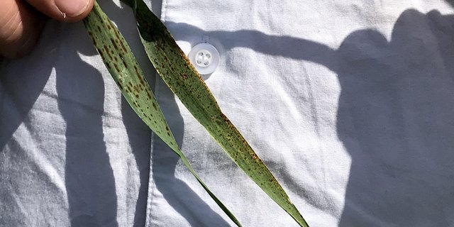 Die Sprenkelnekrose befällt vor allem die Gerste. Typisch sind die rotbraunen bis schwarzen Flecken auf dem Fahnenblatt (hier an zwei verschiedenen Sorten). (Bilder Alexandra Stückelberger)