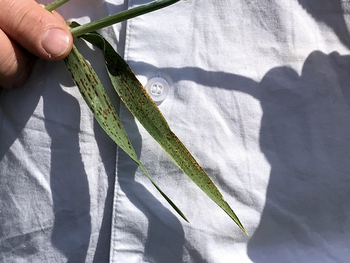 Die Sprenkelnekrose befällt vor allem die Gerste. Typisch sind die rotbraunen bis schwarzen Flecken auf dem Fahnenblatt (hier an zwei verschiedenen Sorten). (Bilder Alexandra Stückelberger)