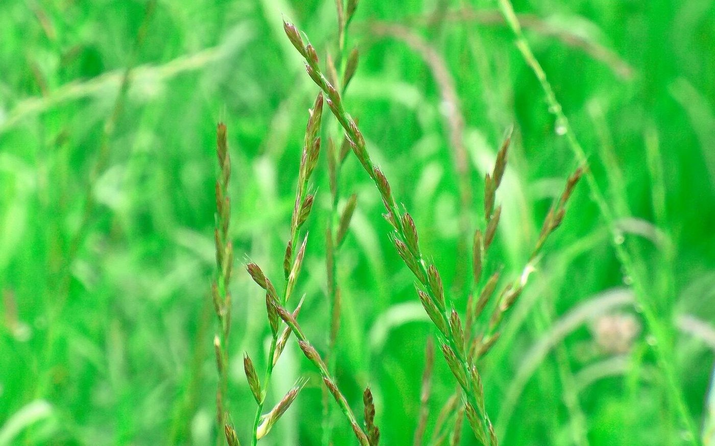 Die Samen von Italienisch Raigras sind in den Sommermonaten bereits fünf bis sechs Wochen nach dem letzten Schnitt keimfähig.