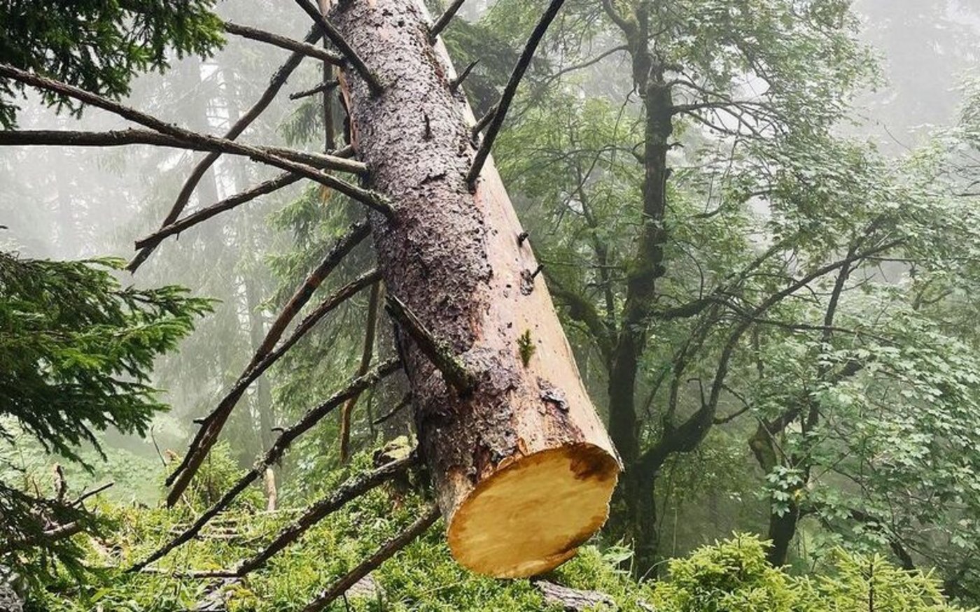 Stück für Stück erliegt die gestürzte Tanne der Motorsäge.