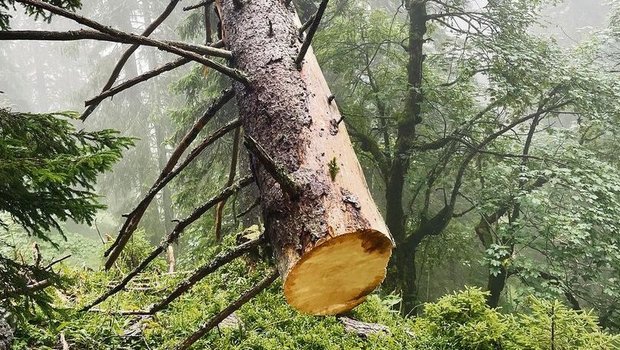 Stück für Stück erliegt die gestürzte Tanne der Motorsäge.