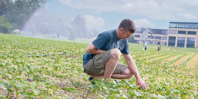 Würde Urs Bryner seine Bohnen derzeit nicht bewässern, gäbe es kaum Ertrag. Er zapft ab Hydrant, Bewilligungen für die Wasserentnahme aus Bächen wurden sistiert. 