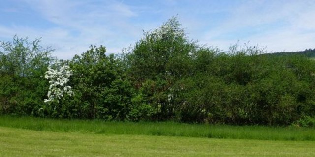 Hecken sind wertvoll für die einheimische Fauna und Flora. (Bild WWF)