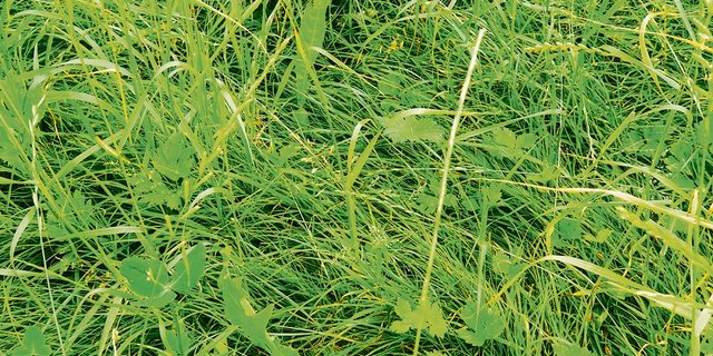Bei fehlendem Nachwuchs verfilzen Italienisch-Raigras-Wiesen.(Bild Willi Gut)