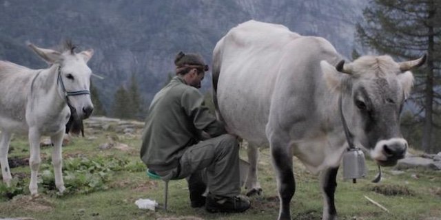 Melken von Hand: Fabioano Rauber arbeitet auf seiner Alp noch sehr urtümlich. (Screenprint firsthandfilms)