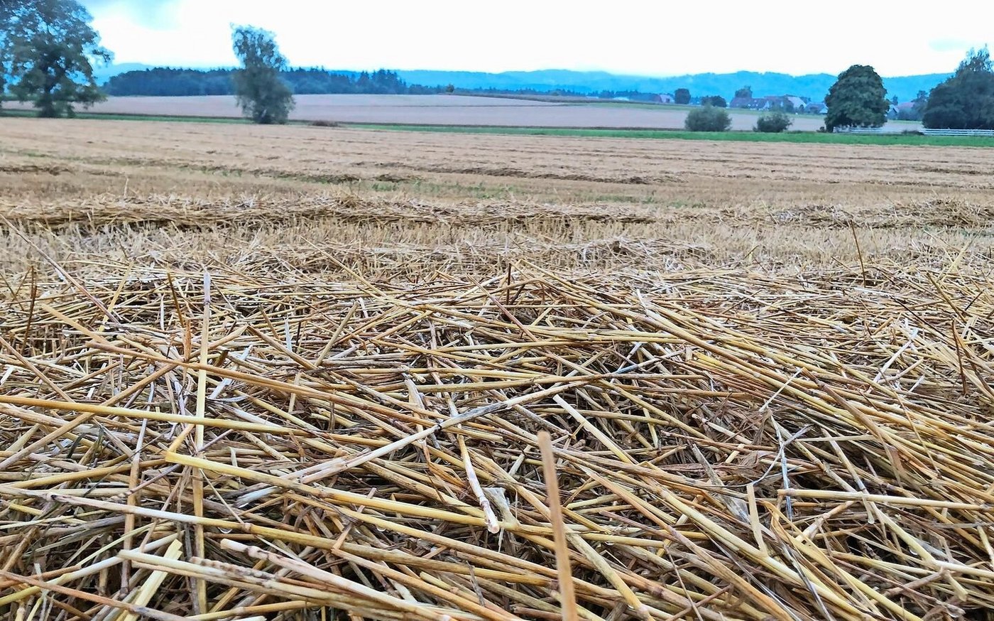 Verregnetes Stroh beginnt sich zu zersetzen. Dabei können problematische Mykotoxine entstehen. Den Prozess stoppt nur ein gutes Abtrocknen der Halme. 