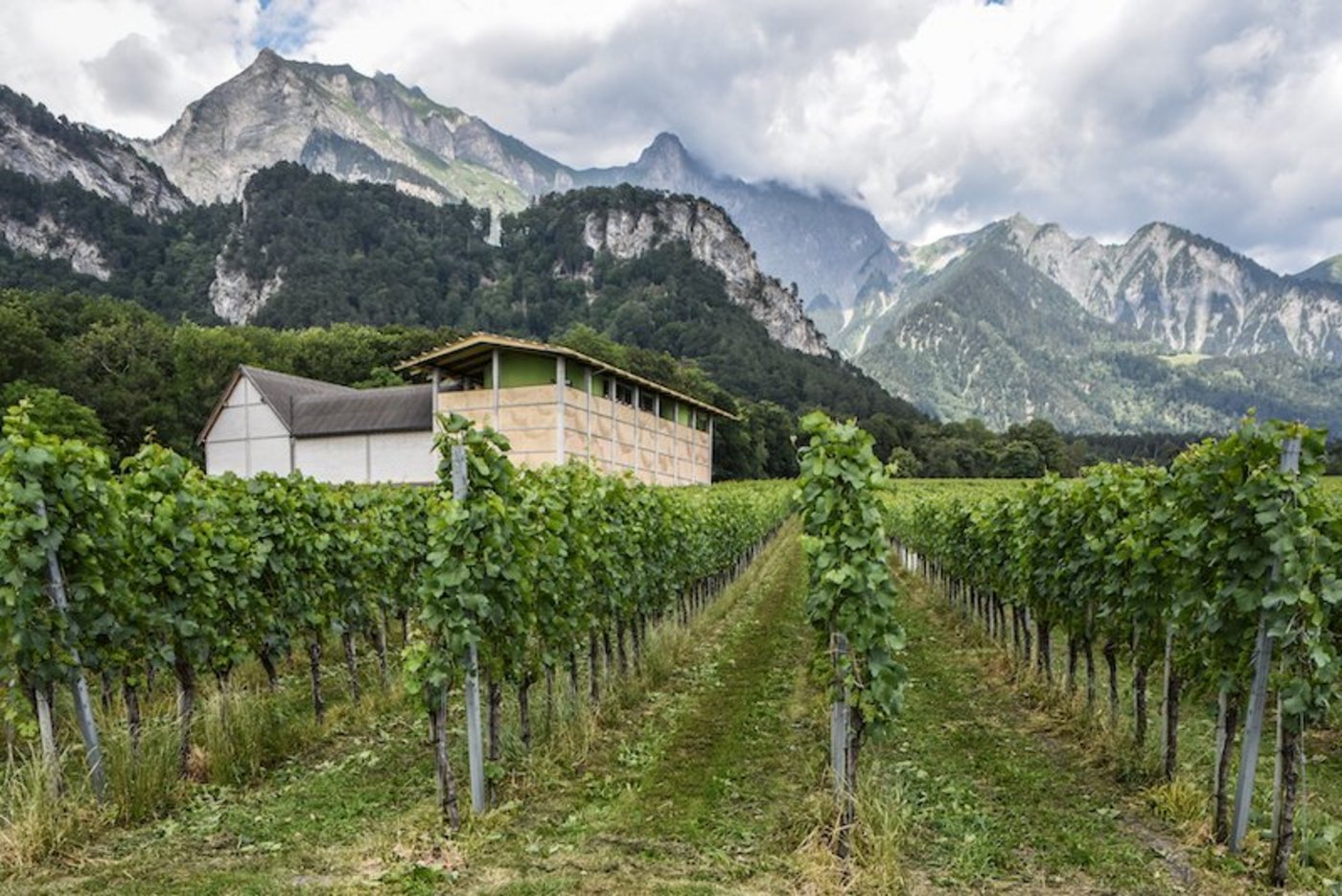 Rebbau präget die Bündner Herrschaft. (Bild Schweizer Heimatschutz, Pierre Marmy)