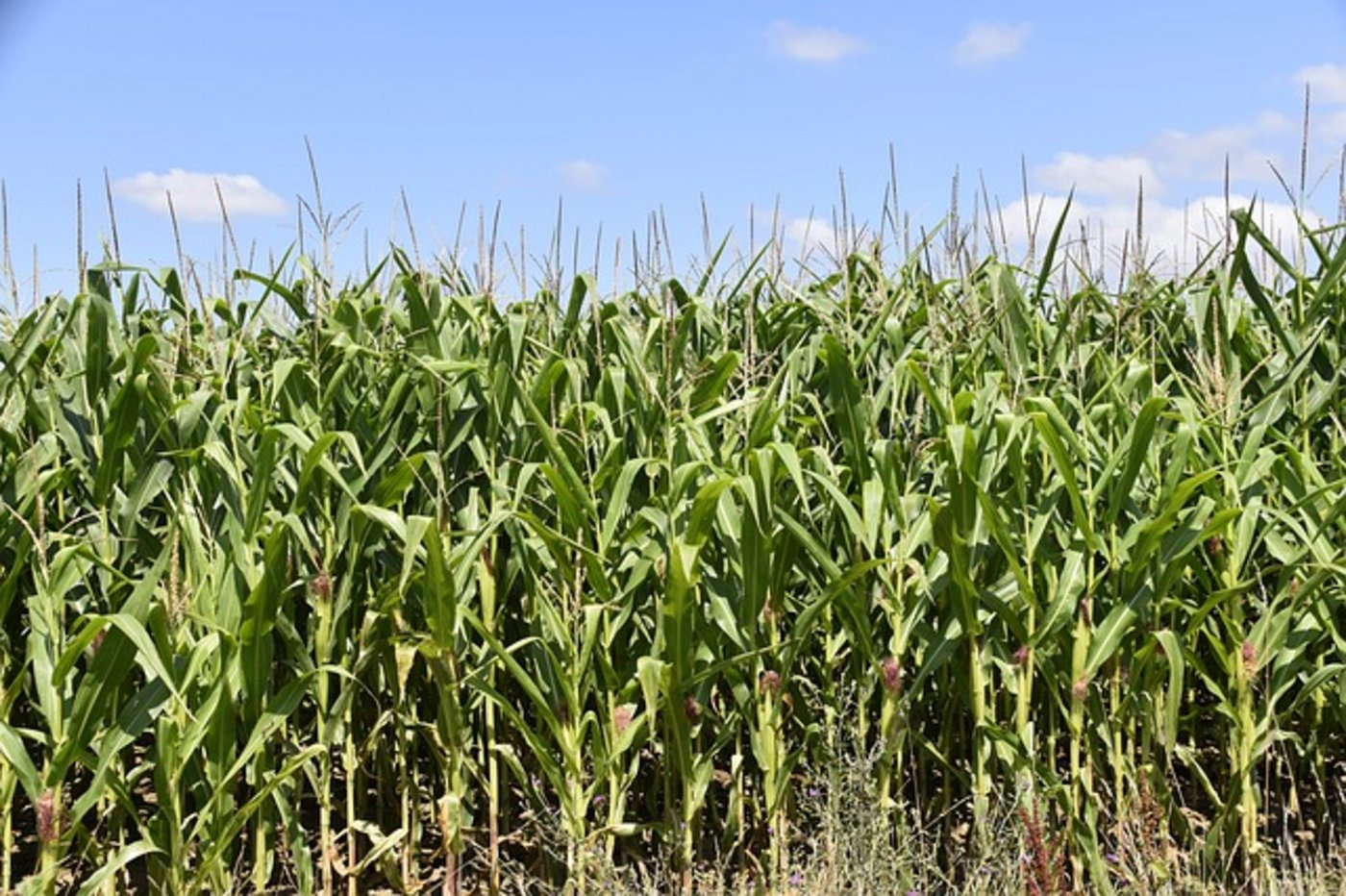 Es ist besser, sich frühzeitig auf eine Anbaubeschränkung einzustellen. (Bild Pixabay)