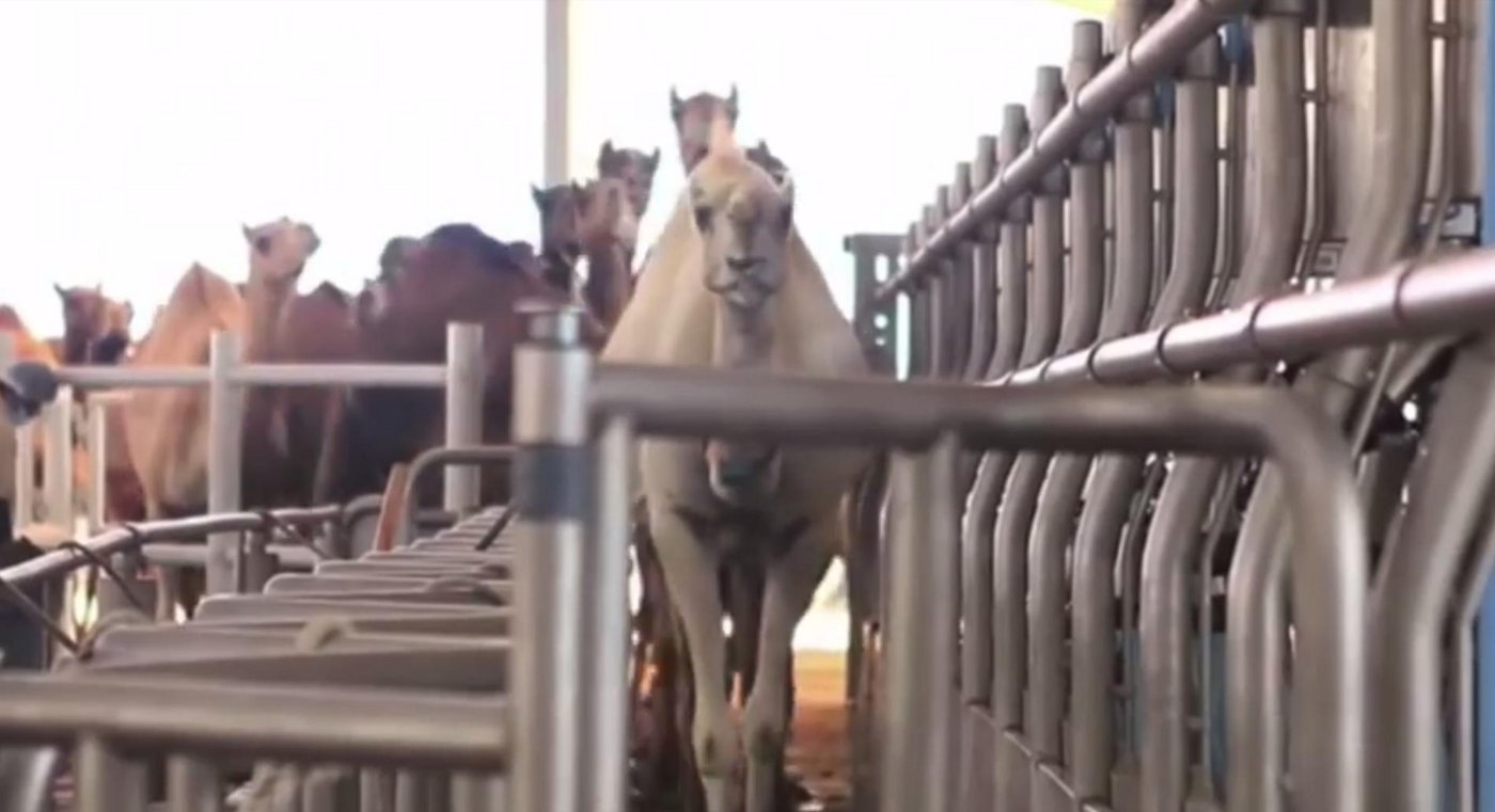 Die Wüstenköniginnen auf dem Weg in den Melkstand. (Bild Screenshot Facebook/Moocall)