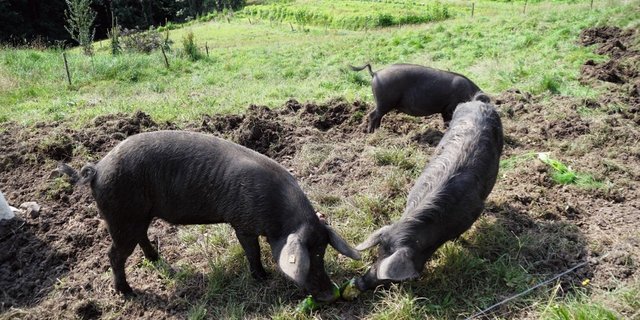 Der zur Nachzucht ausgeliehene Eber Ferdinand (stärker behaart) fühlt sich wohl bei den beiden Damen Black und Beauty. Bild: Michael Götz
