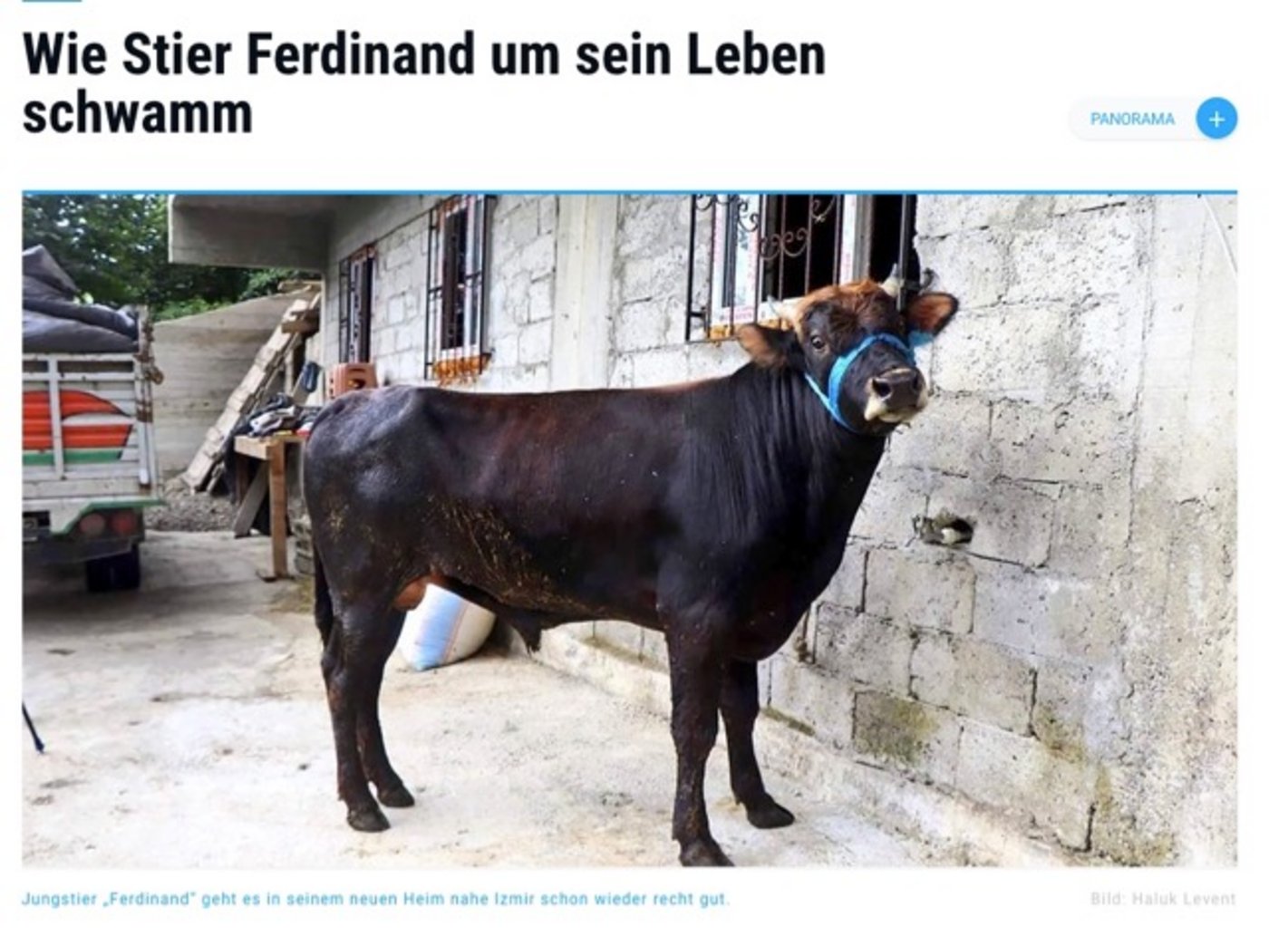 Ferdinand hat seine Flucht gut überstanden, das Salzwasser hat seine Zähne in Mitleidenschaft gezogen, aber ansonsten erfreut er sich bester Gesundheit. (Bild Screenshot Augsburger Allgemeine)