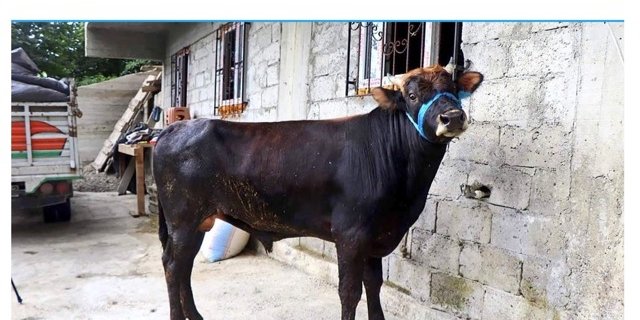 Ferdinand hat seine Flucht gut überstanden, das Salzwasser hat seine Zähne in Mitleidenschaft gezogen, aber ansonsten erfreut er sich bester Gesundheit. (Bild Screenshot Augsburger Allgemeine)