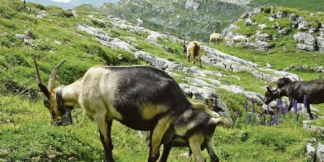 Kraftfutter sollte eine hohe Nährstoffdichte aufweisen, damit im Pansen genügend Platz für Raufutter übrig bleibt. 
