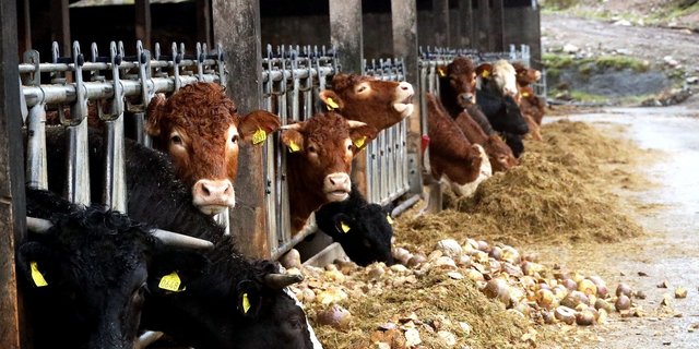 Rinder verwerten rund 50 % der Lebensmittel-Nebenprodukte in Form von Kraftfutter. (Bild Pixabay)