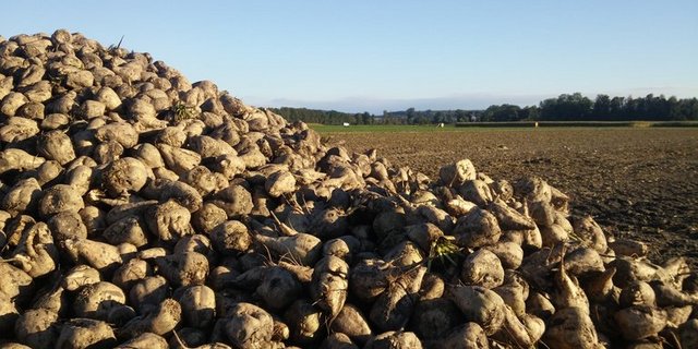 Keine gute Zeiten für Zuckerrüben-Pflanzer. (Bild lid/ji)