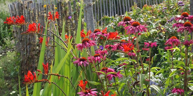 Feuerrote Crocosmien in Kombination mit Echinaceen (Sonnenhut) im hochsommerlichen Staudenbeet. (Bild Ruth Bossardt)