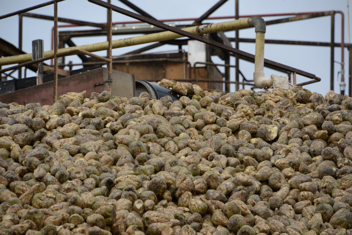 Täglich war eine Verarbeitung von über 10'000 t Rüben im Werk Frauenfeld möglich. Zuckergehalt und Fremdbesatz fallen minimal höher aus als vergangene Woche. (Bild BauZ)