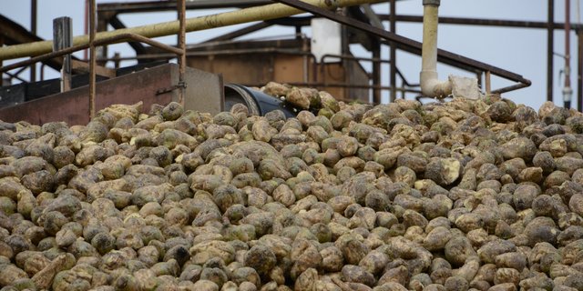 Täglich war eine Verarbeitung von über 10'000 t Rüben im Werk Frauenfeld möglich. Zuckergehalt und Fremdbesatz fallen minimal höher aus als vergangene Woche. (Bild BauZ)
