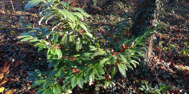 Vögel verschleppen die Beeren der Kirschlorbeeren Wald, wo der invasive Neophyt sich dann ausbreitet. (Bild BirdLife Schweiz)