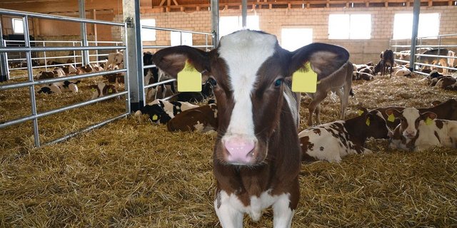 Die Zahl der gemästeten Kälber wie auch der Kälbermäster ist auch in der Innerschweiz rückläufig. 