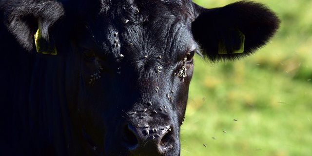 In den Sommermonaten sind viele Weidetiere einem hohen Fliegendruck ausgesetzt. Dies kann zu Stress und grosser Unruhe in der Herde führen. (Bild Pixabay)