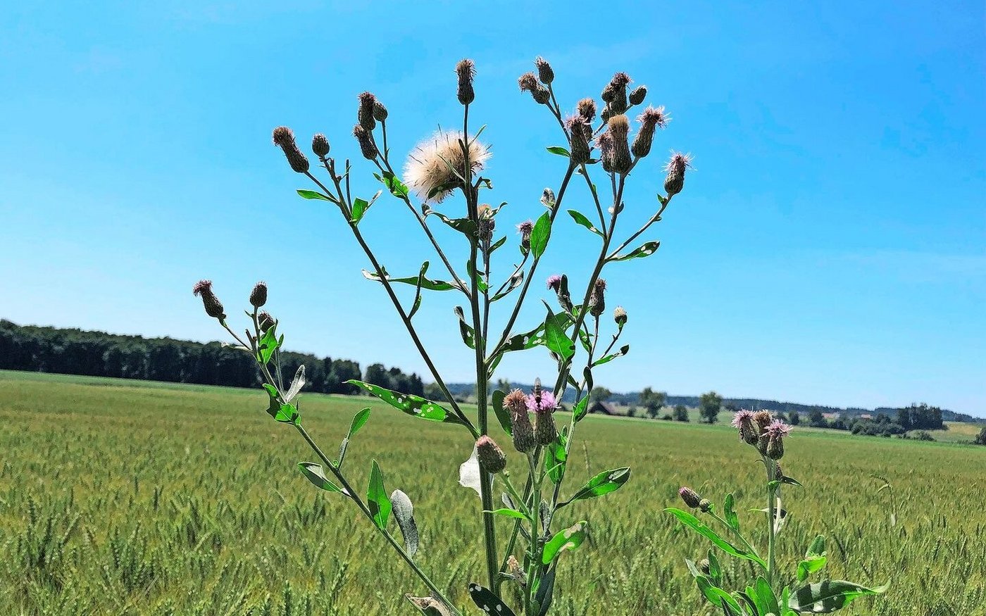Vor der Ernte Disteln und Blacken entfernen.