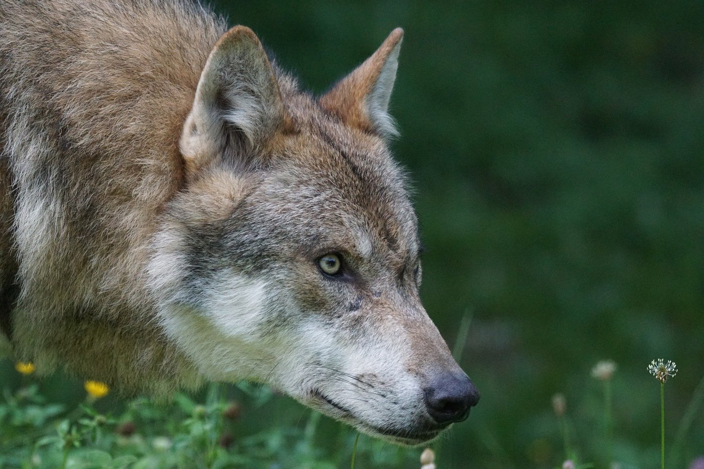 In den bisherigen Vorstössen ist keine Regulierung des Wolfes angedacht, sondern Anpassungen der Rahmenbedingungen. (Bild Pixabay)