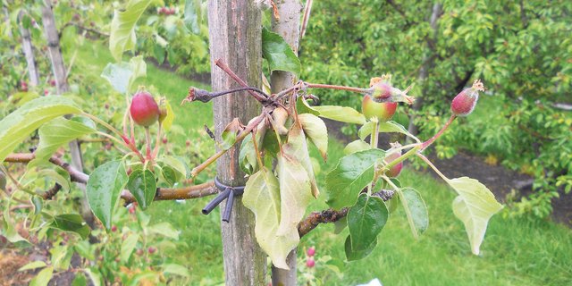 Befallene Apfelbäume der Sorte Pinova im Obstgarten vom Plantahof. (Bild Gregor Canova, LBBZ Plantahof)
