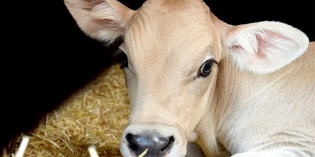 Für ein gesundes Kalb müssen verschiedene Phasen erfolgreich gemeistert werden. (Bild Pixabay)