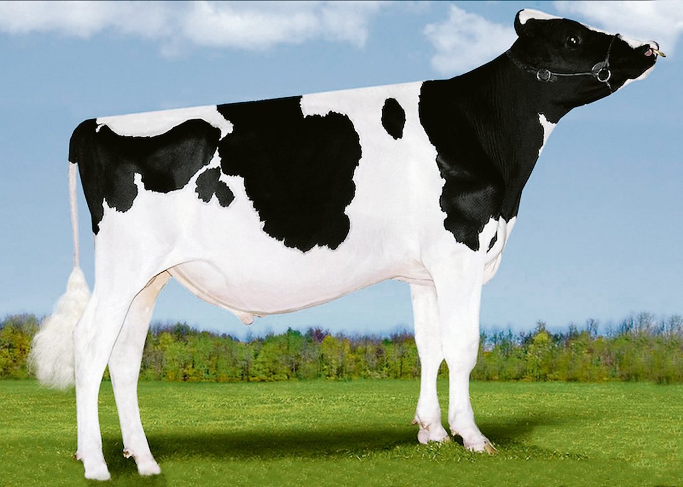 Bei Avalanche scheiden sich die Geister: In der Schweiz darf er nicht eingesetzt werden.(Bild Patty Jones)