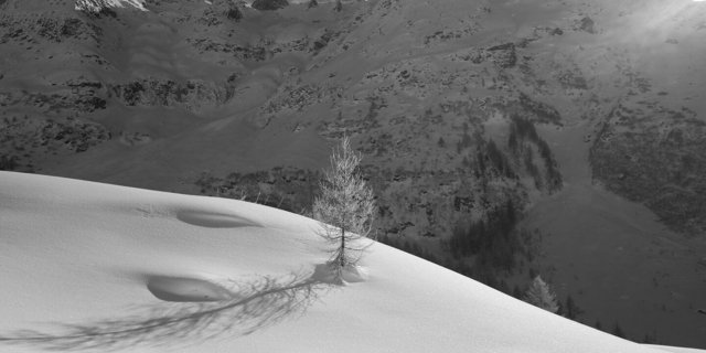 Während hier im Oberwallis die Lärche für ihr Brennholz geschätzt wird, war es die Föhre, die für ihre saftreichen Wurzeln beliebt war.