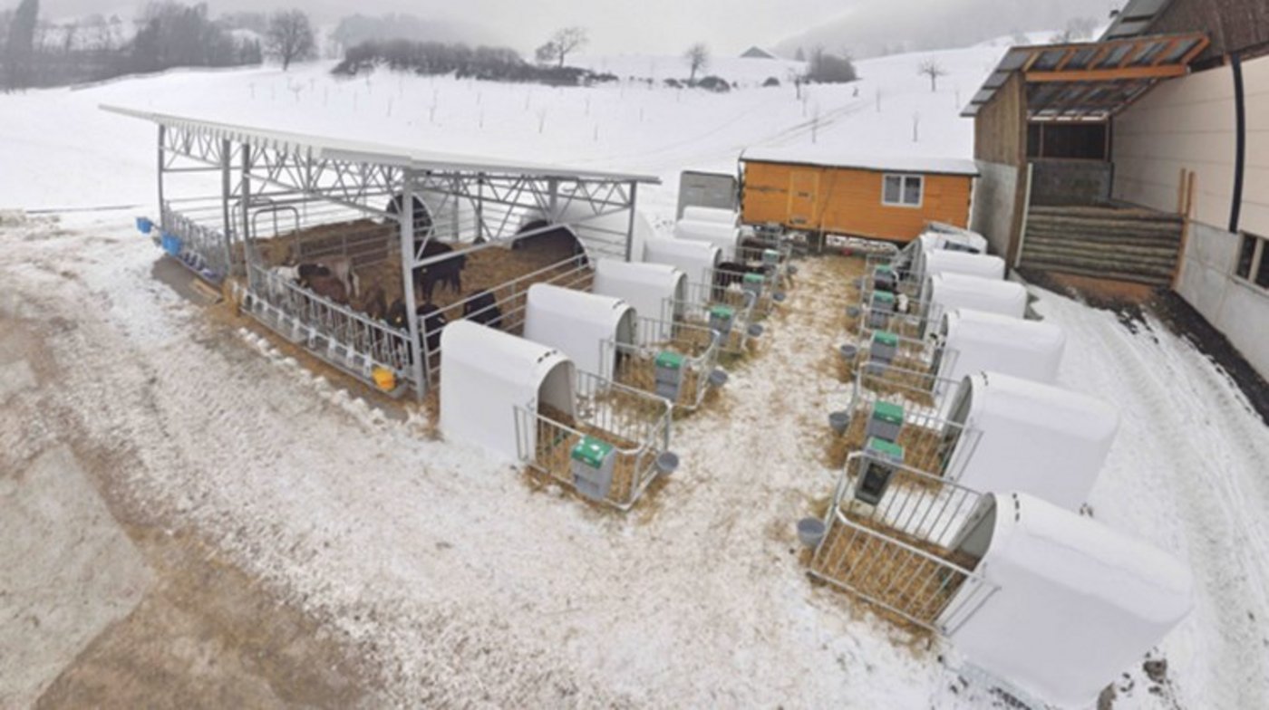 Beim "Freiluftkalb" leben die Tiere zuerst in Einzeliglus und nach der Quarantäne in Gruppen mit überdachtem Auslauf. (Bild Ueli Häcki)
