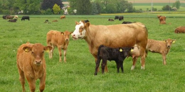 Bauern halten immer mehr Mutterkühe. (Bild lid)