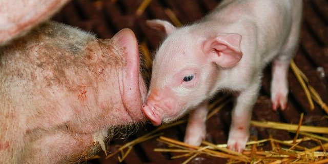 Von derartiger Harmonie ist man in der Schweinebranche weit entfernt: Mit harten Bandagen wird um die Kontrolle von Suisag gekämpft. (Bild Peter Röthlisberger / die grüne)