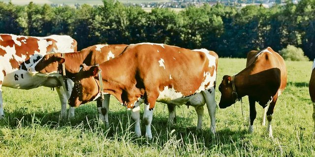 Viele Red-Holstein-Kühe leiden zunehmend an ansteigenden Becken. Dies habe Auswirkungen auf die Fruchtbarkeit. Swissgenetics dürfe keine Stiere von solchen Mütter mehr ankaufen, wird gefordert.(Bilder sb)