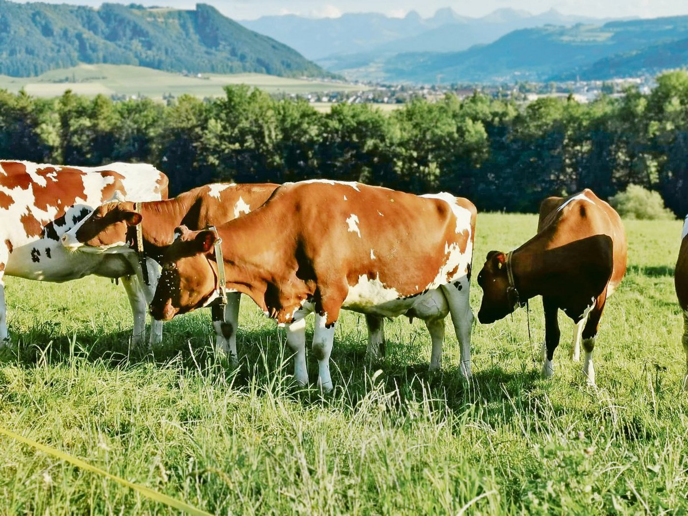 Viele Red-Holstein-Kühe leiden zunehmend an ansteigenden Becken. Dies habe Auswirkungen auf die Fruchtbarkeit. Swissgenetics dürfe keine Stiere von solchen Mütter mehr ankaufen, wird gefordert.(Bilder sb)