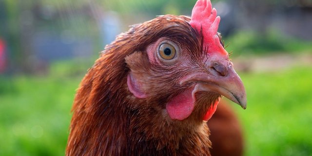 Was ist für das Wohlergehen eines Huhns wichtig? Welche Bedürfnisse hat ein Schwein? – Solche Fragen müssten aus Sicht der GTS wissenschaftlich beantwortet werden, um das Tierwohl zu verbessern. (Bild Pixabay)