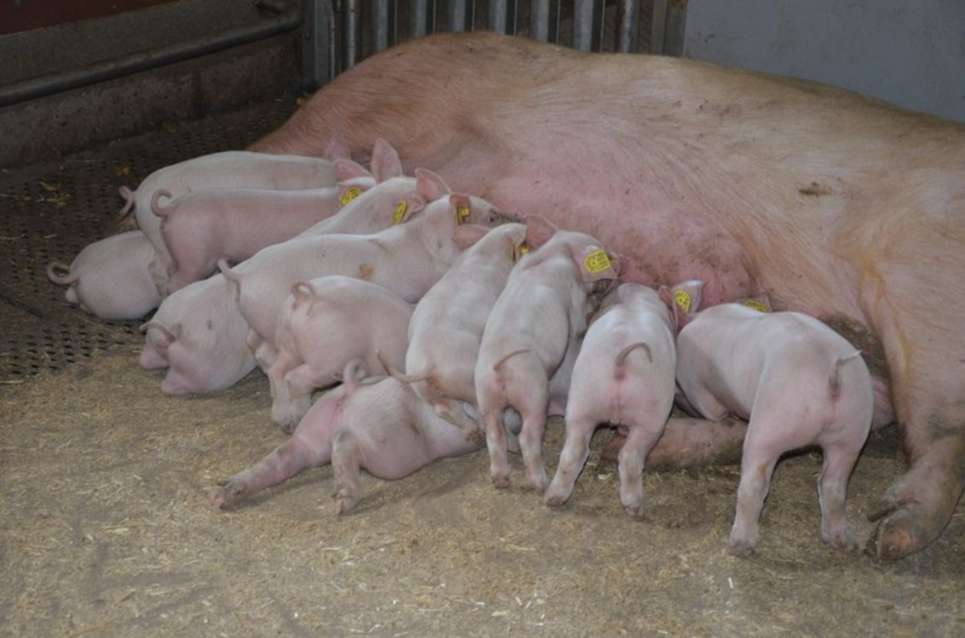 Schweine Plus-Gesundheitsprogramme: Start mit dem Elektronischen Behandlungsjournal. (Bild Aline Küenzi)