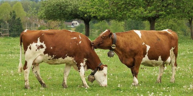 In Oberbayern stört sich ein zugezogenes Ehepaar seit mehreren Jahren ab den Glocken der Kühe ihrer Nachbarin. (Symbolbild rae)