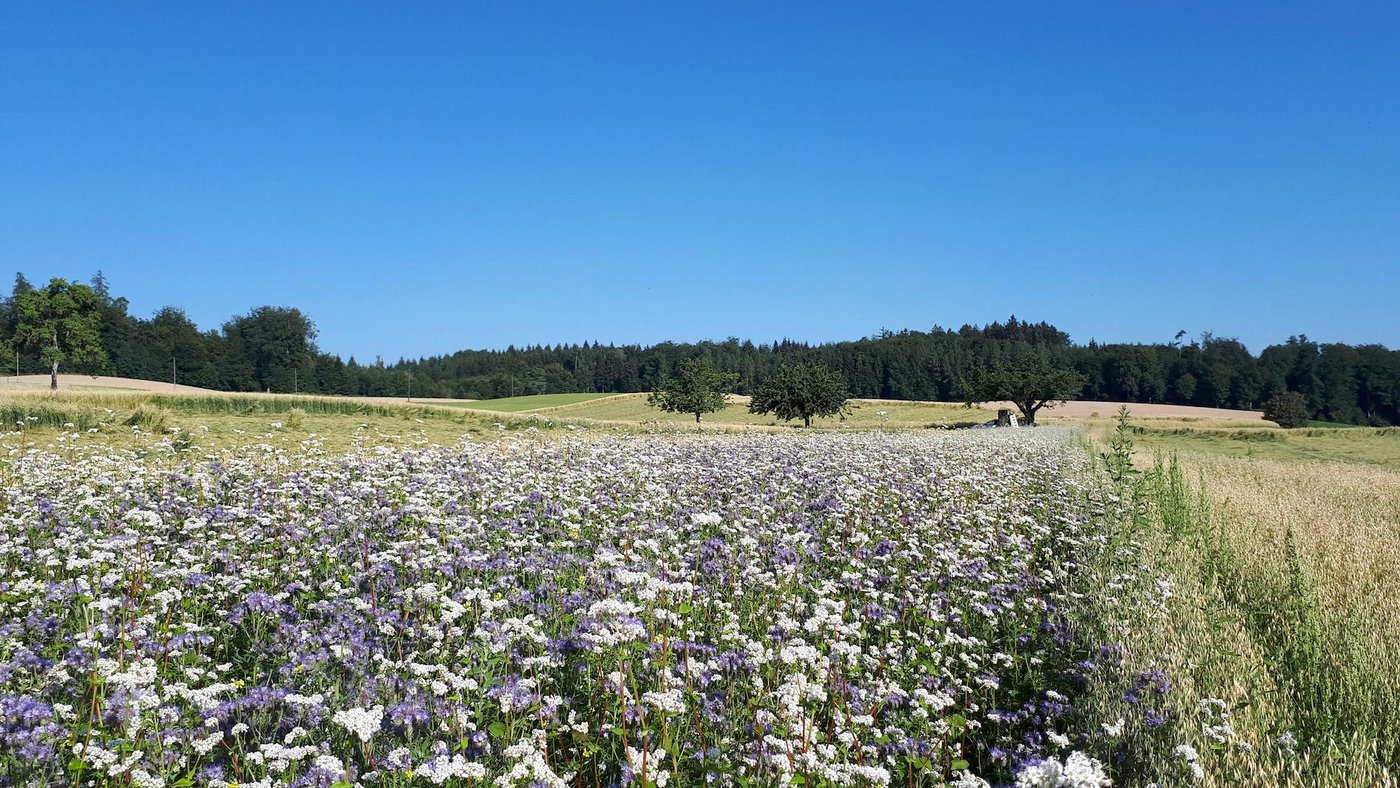 Zwar stehen bei «Die Schweiz blüht» Blühstreifen im Fokus, die Website dazu informiert aber auch über andere Massnahmen der Landwirtschaftsbetriebe zur Förderung der Biodiversität. (Bild SBV)
