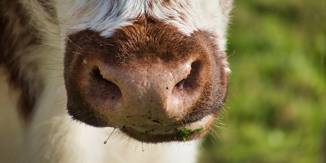 Die Kuh wurde bei der Kollision tödlich verletzt. (Symbolbild Pixabay)